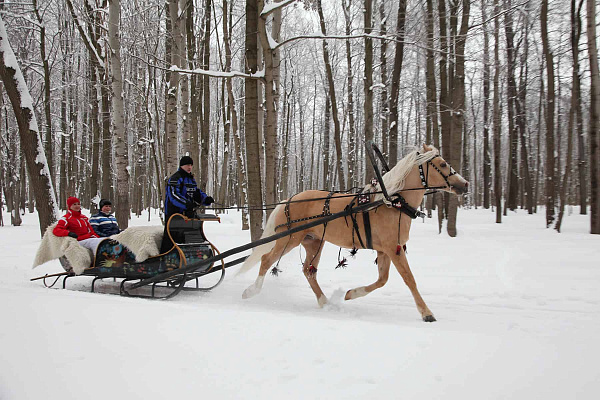 Конная прогулка в санях в Хабаровске. Подарочные сертификаты Ultra Подарки. Купить оригинальный подарок или подарочный сертификат на Конная прогулка в санях в Хабаровске. Сервис UltraPodarki.ru 8-800-505-9530. Катание на лошадях, Прогулка на лошади, Прогулка на лошадях для двоих, Конная прогулка в санях, конный клуб, Конный клуб, конная прогулка, конная прогулка в Хабаровске