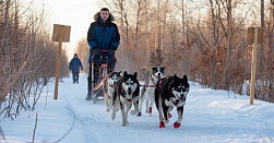 Катание на хаски
